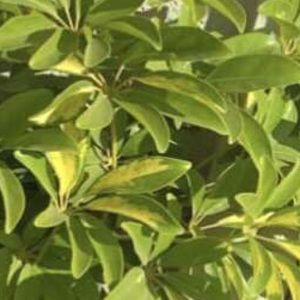 Meet your Posher, Bruno